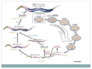 Developmental biology | PPTX