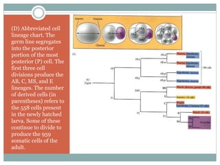 (D) Abbreviated cell
lineage chart. The
germ line segregates
into the posterior
portion of the most
posterior (P) cell. The
first three cell
divisions produce the
AB, C, MS, and E
lineages. The number
of derived cells (in
parentheses) refers to
the 558 cells present
in the newly hatched
larva. Some of these
continue to divide to
produce the 959
somatic cells of the
adult.
 