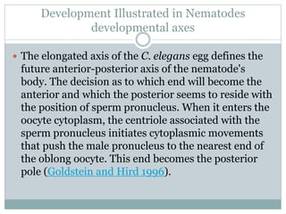 Development Illustrated in Nematodes
developmental axes
 The elongated axis of the C. elegans egg defines the
future anterior-posterior axis of the nematode's
body. The decision as to which end will become the
anterior and which the posterior seems to reside with
the position of sperm pronucleus. When it enters the
oocyte cytoplasm, the centriole associated with the
sperm pronucleus initiates cytoplasmic movements
that push the male pronucleus to the nearest end of
the oblong oocyte. This end becomes the posterior
pole (Goldstein and Hird 1996).
 