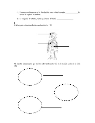 c) Una vez que la sangre se ha distribuido, otros tubos llamados _____________ la
      llevan de regreso al corazón.

   d) El conjunto de arterías, venas y corazón de llama _________________.

2
V. Completa e ilumina el sistema circulatorio. ( 3 )




VI. Dijuba un accidente que puedes sufrir en la calle, uno en tu escuela y uno en tu casa.
( 3)
 