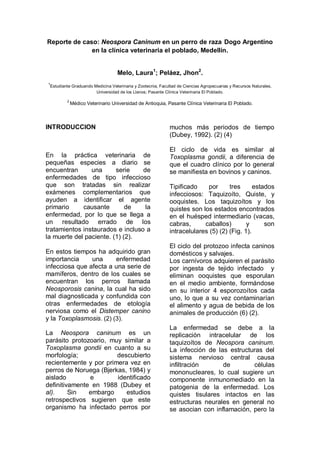 Reporte de caso: Neospora Caninum en un perro de raza Dogo Argentino
              en la clínica veterinaria el poblado, Medellín.


                                     Melo, Laura1; Peláez, Jhon2.
1
    Estudiante Graduando Medicina Veterinaria y Zootecnia, Facultad de Ciencias Agropecuarias y Recursos Naturales,
                          Universidad de los Llanos; Pasante Clínica Veterinaria El Poblado.

            2
                Médico Veterinario Universidad de Antioquia, Pasante Clínica Veterinaria El Poblado.



INTRODUCCION                                                   muchos más periodos de tiempo
                                                               (Dubey, 1992). (2) (4)

                                                               El ciclo de vida es similar al
En la práctica veterinaria de                                  Toxoplasma gondii, a diferencia de
pequeñas especies a diario se                                  que el cuadro clínico por lo general
encuentran      una      serie    de                           se manifiesta en bovinos y caninos.
enfermedades de tipo infeccioso
que son tratadas sin realizar                                  Tipificado    por      tres      estados
exámenes complementarios que                                   infecciosos: Taquizoíto, Quiste, y
ayuden a identificar el agente                                 ooquistes. Los taquizoítos y los
primario     causante        de    la                          quistes son los estados encontrados
enfermedad, por lo que se llega a                              en el huésped intermediario (vacas,
un resultado errado de los                                     cabras,      caballos)        y      son
tratamientos instaurados e incluso a                           intracelulares (5) (2) (Fig. 1).
la muerte del paciente. (1) (2).
                                                               El ciclo del protozoo infecta caninos
En estos tiempos ha adquirido gran                             domésticos y salvajes.
importancia     una      enfermedad                            Los carnívoros adquieren el parásito
infecciosa que afecta a una serie de                           por ingesta de tejido infectado y
mamíferos, dentro de los cuales se                             eliminan ooquistes que esporulan
encuentran los perros llamada                                  en el medio ambiente, formándose
Neosporosis canina, la cual ha sido                            en su interior 4 esporozoítos cada
mal diagnosticada y confundida con                             uno, lo que a su vez contaminarían
otras enfermedades de etología                                 el alimento y agua de bebida de los
nerviosa como el Distemper canino                              animales de producción (6) (2).
y la Toxoplasmosis. (2) (3).
                                                               La enfermedad se debe a la
La Neospora caninum es un                                      replicación intracelular de los
parásito protozoario, muy similar a                            taquizoítos de Neospora caninum.
Toxoplasma gondii en cuanto a su                               La infección de las estructuras del
morfología;             descubierto                            sistema nervioso central causa
recientemente y por primera vez en                             infiltración      de        células
perros de Noruega (Bjerkas, 1984) y                            mononucleares, lo cual sugiere un
aislado        e        identificado                           componente inmunomediado en la
definitivamente en 1988 (Dubey et                              patogenia de la enfermedad. Los
al).     Sin   embargo     estudios                            quistes tisulares intactos en las
retrospectivos sugieren que este                               estructuras neurales en general no
organismo ha infectado perros por                              se asocian con inflamación, pero la
 