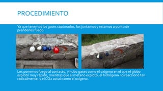 PROCEDIMIENTO
Ya que tenemos los gases capturados, los juntamos y estamos a punto de
prenderles fuego:
Les ponemos fuego al contacto, y hubo gases como el oxígeno en el que el globo
explotó muy rápido, mientras que el metano explotó, el hidrógeno no reaccionó tan
radicalmente, y el CO2 actuó como el oxígeno.
 