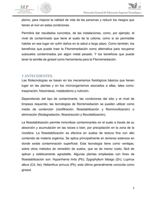 5
plomo, para mejorar la calidad de vida de las personas y reducir los riesgos que
tienen al vivir en estas condiciones.
Permitirá dar resultados concretos, de las instalaciones, como, por ejemplo, el
nivel de contaminado que tiene el suelo de la colonia, como si es permisible
habitar en ese lugar sin sufrir daños en la salud a largo plazo. Como también, los
beneficios que puede traer la Fitorremediación como alternativa para recuperar
subsuelos contaminados por algún metal pesado. Y los beneficios que puede
tener la semilla de girasol como herramienta para la Fitorremediación.
5 ANTECEDENTES.
Las fitotecnologías se basan en los mecanismos fisiológicos básicos que tienen
lugar en las plantas y en los microorganismos asociados a ellas, tales como:
traspiración, fotosíntesis, metabolismo y nutrición.
Dependiendo del tipo de contaminante, las condiciones del sitio y el nivel de
limpieza requerido; las tecnologías de fitorremediación se pueden utilizar como
medio de contención (rizofiltración, fitoestabilización y fitoinmovilización) o
eliminación (fitodegradación, fitoextracción y fitovolatilización).
La fitoestabilización permite inmovilizar contaminantes en el suelo a través de su
absorción y acumulación en las raíces o bien, por precipitación en la zona de la
rizosfera. La fitoestabilización es efectiva en suelos de textura fina con alto
contenido de materia orgánica. Se aplica principalmente en terrenos extensos en
donde existe contaminación superficial. Esta tecnología tiene como ventajas,
sobre otros métodos de remedión de suelos, que es de menor costo, fácil de
aplicar y estéticamente agradable. Algunas plantas empleadas con fines de
fitoestabilización son: Hyparrhenia hirta (Pb); Zygophyllum fabago (Zn); Lupinus
albus (Cd, As); Helianthus annuus (Pb), esta última generalmente conocida como
girasol.
 