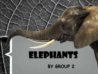 Elephants
BY GROUP 2

 