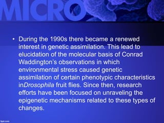 • During the 1990s there became a renewed
interest in genetic assimilation. This lead to
elucidation of the molecular basis of Conrad
Waddington’s observations in which
environmental stress caused genetic
assimilation of certain phenotypic characteristics
inDrosophila fruit flies. Since then, research
efforts have been focused on unraveling the
epigenetic mechanisms related to these types of
changes.
 