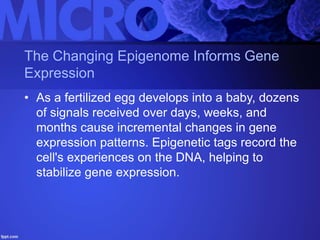 The Changing Epigenome Informs Gene
Expression
• As a fertilized egg develops into a baby, dozens
of signals received over days, weeks, and
months cause incremental changes in gene
expression patterns. Epigenetic tags record the
cell's experiences on the DNA, helping to
stabilize gene expression.
 
