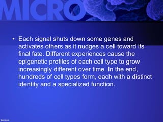 • Each signal shuts down some genes and
activates others as it nudges a cell toward its
final fate. Different experiences cause the
epigenetic profiles of each cell type to grow
increasingly different over time. In the end,
hundreds of cell types form, each with a distinct
identity and a specialized function.
 