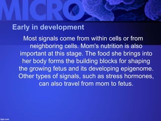 Early in development
Most signals come from within cells or from
neighboring cells. Mom's nutrition is also
important at this stage. The food she brings into
her body forms the building blocks for shaping
the growing fetus and its developing epigenome.
Other types of signals, such as stress hormones,
can also travel from mom to fetus.
 