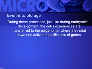 Even into old age
During these processes, just like during embryonic
development, the cell's experiences are
transferred to the epigenome, where they shut
down and activate specific sets of genes.
 