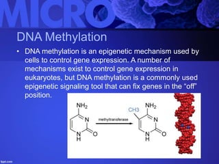 DNA Methylation
• DNA methylation is an epigenetic mechanism used by
cells to control gene expression. A number of
mechanisms exist to control gene expression in
eukaryotes, but DNA methylation is a commonly used
epigenetic signaling tool that can fix genes in the “off”
position.
 
