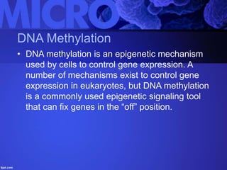 DNA Methylation
• DNA methylation is an epigenetic mechanism
used by cells to control gene expression. A
number of mechanisms exist to control gene
expression in eukaryotes, but DNA methylation
is a commonly used epigenetic signaling tool
that can fix genes in the “off” position.
 
