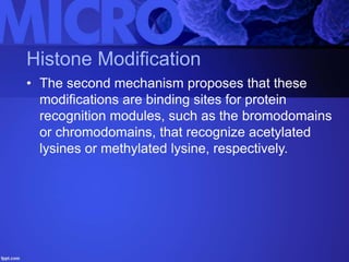 Histone Modification
• The second mechanism proposes that these
modifications are binding sites for protein
recognition modules, such as the bromodomains
or chromodomains, that recognize acetylated
lysines or methylated lysine, respectively.
 