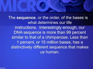 The sequence, or the order, of the bases is
what determines our life
instructions. Interestingly enough, our
DNA sequence is more than 99 percent
similar to that of a chimpanzee. Less than
1 percent, or 15 million bases, has a
distinctively different sequence that makes
us human.
 