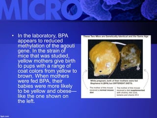 • In the laboratory, BPA
appears to reduced
methylation of the agouti
gene. In the strain of
mice that was studied,
yellow mothers give birth
to pups with a range of
coat colors from yellow to
brown. When mothers
were fed BPA, their
babies were more likely
to be yellow and obese—
like the one shown on
the left.
 