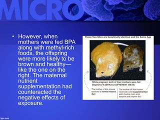 • However, when
mothers were fed BPA
along with methyl-rich
foods, the offspring
were more likely to be
brown and healthy—
like the one on the
right. The maternal
nutrient
supplementation had
counteracted the
negative effects of
exposure.
 