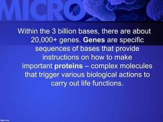 Within the 3 billion bases, there are about
20,000+ genes. Genes are specific
sequences of bases that provide
instructions on how to make
important proteins – complex molecules
that trigger various biological actions to
carry out life functions.
 