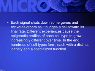 Epigenetics Slide 27
