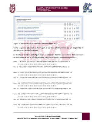 LABORATORIO DE BIOTECNOLOGÍA 
FARMACÉUTICA 
INSTITUTO POLITÉCNICO NACIONAL 
UNIDAD PROFESIONAL INTERDISCIPLINARIA DE INGENIERÍA CAMPUS GUANAJUATO 
Figura 6. Identificación de secuencia introducida en BLAST. 
Como se puede observar en la imagen 6, se trata efectivamente de un fragmento de secuencia de Lactobacillus sakei. 
Se puede ver también en la figura 6 que se tienen las distintas alineaciones de la secuencia de esta bacteria, por lo cual se procedió a abrir la primera y obtener lo siguiente: Query 1 ACGAACGCTGGCGGCGTGCCTAATACATGCAAGTCGAACGCACTCTCGTTTAGATTGAAG 60 |||||||||||||||||||||||||||||||||||||||||||||||||||||||||||| Sbjct 1 ACGAACGCTGGCGGCGTGCCTAATACATGCAAGTCGAACGCACTCTCGTTTAGATTGAAG 60 Query 61 GAGCTTGCTCCTGATTGATAAACATTTGAGTGAGTGGCGGACGGGTGAGTAACACGTGGG 120 |||||||||||||||||||||||||||||||||||||||||||||||||||||||||||| Sbjct 61 GAGCTTGCTCCTGATTGATAAACATTTGAGTGAGTGGCGGACGGGTGAGTAACACGTGGG 120 Query 121 TAACCTGCCCTAAAGTGGGGGATAACATTTGGAAACAGATGCTAATACCGCATAAAACCT 180 |||||||||||||||||||||||||||||||||||||||||||||||||||||||||||| Sbjct 121 TAACCTGCCCTAAAGTGGGGGATAACATTTGGAAACAGATGCTAATACCGCATAAAACCT 180 Query 181 AACACCGCATGGTGTAGGGTTGAAAGATGGTTTCGGCTATCACTTTAGGATGGACCCGCG 240 |||||||||||||||||||||||||||||||||||||||||||||||||||||||||||| Sbjct 181 AACACCGCATGGTGTAGGGTTGAAAGATGGTTTCGGCTATCACTTTAGGATGGACCCGCG 240 Query 241 GTGCATTAGTTAGTTGGTGAGGTAAAGGCTCACCAAGACCGTGATGCATAGCCGACCTGA 300 ||||||||||||||||||||||||||||||||||||||||||||||||||||||||||||  