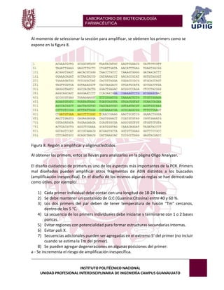 LABORATORIO DE BIOTECNOLOGÍA 
FARMACÉUTICA 
INSTITUTO POLITÉCNICO NACIONAL 
UNIDAD PROFESIONAL INTERDISCIPLINARIA DE INGENIERÍA CAMPUS GUANAJUATO 
Al momento de seleccionar la sección para amplificar, se obtienen los primers como se expone en la figura 8. 
Figura 8. Región a amplificar y oligonucleótidos. 
Al obtener los primers, estos se llevan para analizarlos en la página Oligo Analyzer. 
El diseño cuidadoso de primers es uno de los aspectos más importantes de la PCR. Primers mal diseñados pueden amplificar otros fragmentos de ADN distintos a los buscados (amplificación inespecífica). En el diseño de los mismos algunas reglas se han demostrado como útiles, por ejemplo: 
1) Cada primer individual debe contar con una longitud de 18-24 bases. 
2) Se debe mantener un contenido de G:C (Guanina:Citosina) entre 40 y 60 %. 
3) Los dos primers del par deben de tener temperatura de fusión “Tm” cercanos, dentro de los 5 °C. 
4) La secuencia de los primers individuales debe iniciarse y terminarse con 1 o 2 bases púricas. 
5) Evitar regiones con potencialidad para formar estructuras secundarias internas. 
6) Evitar poli X. 
7) Secuencias adicionales pueden ser agregadas en el extremo 5’ del primer (no incluir cuando se estima la Tm del primer). 
8) Se pueden agregar degeneraciones en algunas posiciones del primer: 
a - Se incrementa el riesgo de amplificación inespecífica.  