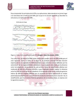 LABORATORIO DE BIOTECNOLOGÍA 
FARMACÉUTICA 
INSTITUTO POLITÉCNICO NACIONAL 
UNIDAD PROFESIONAL INTERDISCIPLINARIA DE INGENIERÍA CAMPUS GUANAJUATO 
Para comprender los principios de la PCR y sus aplicaciones, debe atenderse en primer lugar a la naturaleza de la molécula del ADN, por lo que en la sección siguiente se describen la estructura y la replicación del ADN. 
Figura 1. Fases de la amplificación por PCR (imagen: Andy Vierstraete, 1999). 
Tras cada ciclo, las hebras de ADN recién sintetizadas pueden servir de ADN molde para el ciclo siguiente. Como se indica en la figura 6, el producto principal de esta reacción exponencial es un segmento de ADN bicatenario cuyos extremos vienen definidos por los extremos 5’ de los oligonucleótidos cebadores y cuya longitud viene dada por la distancia entre los cebadores. Los productos de una primera ronda de amplificación efectiva son moléculas de ADN de diferentes tamaños, cuyas longitudes pueden superar la distancia entre los sitios de unión de los dos cebadores. En la segunda ronda, estas moléculas generan hebras de ADN de longitud definida que se acumulan de forma exponencial en rondas posteriores de amplificación y constituyen los productos dominantes de la reacción. Así, la amplificación, que es el número final de ejemplares de la secuencia diana, se expresa con la siguiente ecuación: (2푛−2푛)푥  