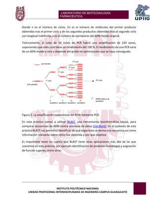LABORATORIO DE BIOTECNOLOGÍA 
FARMACÉUTICA 
INSTITUTO POLITÉCNICO NACIONAL 
UNIDAD PROFESIONAL INTERDISCIPLINARIA DE INGENIERÍA CAMPUS GUANAJUATO 
Donde n es el número de ciclos, 2n es el número de moléculas del primer producto obtenidas tras el primer ciclo y de los segundos productos obtenidos tras el segundo ciclo con longitud indefinida, x es el número de ejemplares del ADN molde original. 
Teóricamente, al cabo de 20 ciclos de PCR habrá una amplificación de 220 veces, suponiendo que cada ciclo tiene un rendimiento del 100 %. El rendimiento de una PCR varía de un ADN molde a otra y depende del grado de optimización que se haya conseguido. 
Figura 2. La amplificación exponencial del ADN mediante PCR. 
En esta práctica vamos a utilizar BLAST, una herramienta bioinformática básica, para comparar secuencias de ADN contra una base de datos (GenBank). En el contexto de esta práctica BLAST nos permitirá identificar de qué organismo se deriva una secuencia así como información relevante sobre cómo fue obtenida y con qué objetivo. 
Es importante tener en cuenta que BLAST tiene otras aplicaciones más allá de las que usaremos en esta práctica, por ejemplo identificación de proteínas homólogas y asignación de función a genes, entre otras. 
 