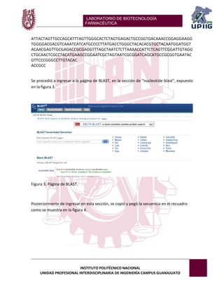 LABORATORIO DE BIOTECNOLOGÍA 
FARMACÉUTICA 
INSTITUTO POLITÉCNICO NACIONAL 
UNIDAD PROFESIONAL INTERDISCIPLINARIA DE INGENIERÍA CAMPUS GUANAJUATO 
ATTACTAGTTGCCAGCATTTAGTTGGGCACTCTAGTGAGACTGCCGGTGACAAACCGGAGGAAGGTGGGGACGACGTCAAATCATCATGCCCCTTATGACCTGGGCTACACACGTGCTACAATGGATGGTACAACGAGTTGCGAGACCGCGAGGTTTAGCTAATCTCTTAAAACCATTCTCAGTTCGGATTGTAGGCTGCAACTCGCCTACATGAAGCCGGAATCGCTAGTAATCGCGGATCAGCATGCCGCGGTGAATACGTTCCCGGGCCTTGTACAC 
ACCGCC 
Se procedió a ingresar a la página de BLAST, en la sección de “nucleotide blast”, expuesto en la figura 3. 
Figura 3. Página de BLAST. 
Posteriormente de ingresar en esta sección, se copió y pegó la secuencia en el recuadro como se muestra en la figura 4. 
 