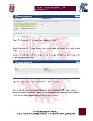 LABORATORIO DE BIOTECNOLOGÍA 
FARMACÉUTICA 
INSTITUTO POLITÉCNICO NACIONAL 
UNIDAD PROFESIONAL INTERDISCIPLINARIA DE INGENIERÍA CAMPUS GUANAJUATO 
Figura 4. Introducción de la secuencia en la página de BLAST 
Se eligió la opción de “Others” debido a que no se trata de una secuencia de humano ni de ratón. 
Se corrió el BLAST, generalmente tarda un poco de tiempo debido a que la información de la secuencia es muy grande. 
Figura 5. Tiempo de espera en la identificación de la secuencia. 
Si no se tiene la secuencia, se puede buscar en la biblioteca de BLAST, en este caso no es necesario buscar una secuencia, pero sí es de suma importancia verificar que la secuencia con la que se trabajará es de la especie que se tiene pensado. 
 