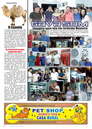 12 www.reportercapixaba.com
O Camelo
Um delicioso coquetel reuniu clientes, familiares e amigos
para festejar a chegada da nova loja sob a direção de
Merinho Gava e sua esposa Janety.
Maiores informações: 3558-1303 e 9986-4585
Um camelo adulto pesa entre 300
e 700 kg e tem até 2,1 metros de
altura. Ele pode viver até a idade
de cinqüenta anos. A gestação
das camelas dura cerca de onze
meses e elas dão à luz uma única
cria. O camelo macho chega à
maturidade aos cinco anos e
a fêmea entre os três e quatro
anos. Camelos de carga podem
carregar cargas de até 180kg por
40km em um dia.
As corcovas dos camelos
armazenam água?
Na realidade, uma corcova de
camelo é um monte de gordura.
Em um camelo saudável e bem
alimentado, a corcova pode pesar
até 35Kg! Seres humanos e a
maioria dos animais armazenam
suas gorduras misturadas com
o tecido muscular ou em uma
camada logo abaixo da pele.
Camelos são os únicos animais
que possuem corcova.
	 A corcova permite que
o camelo possa sobreviver por
um período bem longo de até
duas semanas sem precisar
se alimentar. Devido ao fato de
normalmente os camelos viverem
no deserto, onde a comida é
escassa em longas distâncias,
isso é importante.
	 Um camelo precisa de
cerca de 20 litros de água por
dia no verão. Entretanto, um
camelo pode perder até 100
litros de água de seus tecidos
corporais sem efeitos adversos.
Uma coisa que um camelo pode
fazer por conservar água é
suportar grandes oscilações de
temperaturas do corpo.
Curiosidade
 