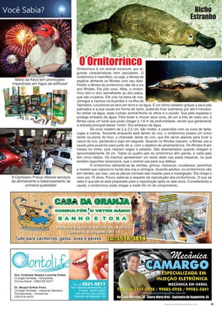 29www.reportercapixaba.com
Mário da Keco tem promoções
imperdíveis em fogos de artifícios!
Ornitorrinco é um animal incomum, por al-
gumas características bem peculiares. O
ornitorrinco é mamífero, ou seja, a fêmea da
espécie alimenta os filhotes com seu leite.
Porém a fêmea do ornitorrinco não dá a luz
aos filhotes. Ela põe ovos. Aliás, o ornitor-
rinco tem o bico semelhante ao dos patos,
que são ovíparos. Ele vive na beira de rios,
córregos e riachos na Austrália e na Ilha da
Tasmânia. Locomove-se bem em terra e na água. É um ótimo nadador graças a seus pés
palmados e a sua cauda em forma de remo, podendo ficar submerso por até 5 minutos.
Ao entrar na água, esse curioso animal fecha os olhos e o ouvido. Sua pele espessa o
protege embaixo da água. Para botar e chocar seus ovos, de um a três de cada vez, a
fêmea cava um túnel que pode chegar a 1,8 m de profundidade, sendo que geralmente
a entrada principal desse “ninho” fica embaixo da água.
	 Os ovos medem de 2 a 2,5 cm, são moles, e parecidos com os ovos de tarta-
rugas e cobras. Somente enquanto está dentro do ovo, o ornitorrinco possui um único
dente na ponta do bico, o chamado dente do ovo, que lhe serve apenas para furar a
casca do ovo, perdendo-o logo em seguida. Quando os filhotes nascem, a fêmea usa a
cauda para puxá-los para junto de si, com o objetivo de amamentá-los. Os filhotes ficam
meses no ninho, pois nascem cegos e pelados. São desmamados quando chegam a
aproximadamente 30 cm. Todos os quatro pés do ornitorrinco têm garras, e cada pata
tem cinco dedos. Os machos apresentam um sexto dedo nas patas traseiras, no qual
existem esporões venenosos, que o animal usa para sua defesa.
	 O ornitorrinco alimenta-se de vermes, girinos, moluscos, crustáceos, peixinhos
e insetos que captura no fundo dos rios e córregos. Quando adultos, os ornitorrincos não
tem dentes, por isso, usa as placas córneas das maxilas para a mastigação. Ele chega a
viver por 15 anos. Pouco sabe-se a respeito da reprodução dos ornitorrincos. O que se
sabe é que ele só esta preparado para a reprodução após os sete anos. Considerando a
cauda, o ornitorrinco pode chegar a medir 60 cm de comprimento.
O Ornitorrinco
Bicho
Estranho
A Cachoeiro Pneus oferece serviços
de alinhamento e balanceamento de
primeira qualidade!
 