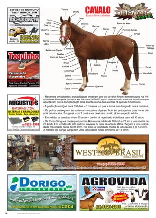 36 www.reportercapixaba.com
- Recentes descobertas arqueológicas mostram que os cavalos foram domesticados na Pe-
nínsula Arábica pela primeira vez há mais de 9.000 anos, desmentindo estudos anteriores que
apontavam que a domesticação teria aconteceu na Ásia central há apenas 5.500 anos.
- A gestação da égua dura 336 dias – 11 meses – o que a torna mais longa do que a humana.
- Os potros conseguem se sustentar nas patas (diga-se, ficar em pé) apenas duas horas de-
pois de nascidos. Em geral, com 3 ou 4 anos de vida o cavalo já tem aspecto adulto.
- Em média, os cavalos vivem 25 anos – porém foi registrado indivíduos com até 40 anos.
- Os Puros Sangues conseguem correr 4km a uma média de 60 km/h e 70 km a uma média de
20 km/h. Em corridas de 400 metros, cavalos da raça Quarto de Milha chegam a uma veloci-
dade máxima de cerca de 88 km/h. No trote, a velocidade média de um cavalo é de 14 km/h.
A marcha do Manga-Larga tem uma velocidade média em torno de 12 km/h.
CAVALOEquus ferus caballus
 