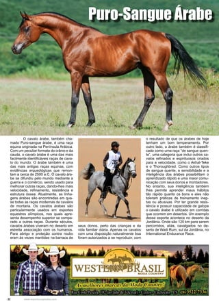 22 www.reportercapixaba.com
	 O cavalo árabe, também cha-
mado Puro-sangue árabe, é uma raça
equina originada na Península Arábica.
Com um peculiar formato do crânio e da
cauda, o cavalo árabe é uma das mais
facilmente identificáveis raças de cava-
lo do mundo. O árabe também é uma
das mais antigas raças equinas, com
evidências arqueológicas que remon-
tam a cerca de 2500 a.C. O cavalo ára-
be se difundiu pelo mundo mediante a
guerra e o comércio, sendo usado para
melhorar outras raças, dando-lhes mais
velocidade, refinamento, resistência e
estrutura óssea. Atualmente, as linha-
gens árabes são encontradas em qua-
se todas as raças modernas de cavalos
de montaria. Os cavalos árabes são
particularmente usados em esportes
equestres olímpicos, nos quais apre-
senta desempenho superior se compa-
rado a outras raças. Durante séculos,
cavalos árabes viveram no deserto em
estreita associação com os humanos.
Para abrigo e proteção contra roubo
eram às vezes mantidas na barraca de
seus donos, perto das crianças e da
vida familiar diária. Apenas os cavalos
com uma disposição naturalmente boa
foram autorizados a se reproduzir, com
o resultado de que os árabes de hoje
tenham um bom temperamento. Por
outro lado, o árabe também é classifi-
cado como uma raça “de sangue quen-
te”, uma categoria que inclui outros ca-
valos refinados e espirituosos criados
para a velocidade, como o Akhal-Teke
e o Thoroughbred. Como outros tipos
de sangue quente, a sensibilidade e a
inteligência dos árabes possibilitam o
aprendizado rápido e uma maior comu-
nicação com seus donos e montadores.
No entanto, sua inteligência também
lhes permite aprender maus hábitos
tão rápido quanto os bons e eles não
toleram práticas de treinamento inep-
tas ou abusivas. Por ter grande resis-
tência e possuir capacidade de galope
o cavalo árabe é utilizado em corridas
que ocorrem em desertos. Um exemplo
desse esporte acontece no deserto da
Jordânia. Onde são 120 km para serem
percorridos, aliás, cavalgados no de-
serto de Wadi Rum, sul da Jordânia, no
International Endurance Race.
Puro-Sangue Árabe
 