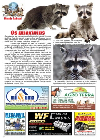 24 www.reportercapixaba.com
Os guaxinins são mamíferos de hábitos noturnos que vivem na
América. Eles são animais onívoros. Isso significa que comem
tanto plantas como outros animais. Guaxinins podem ser encon-
trados tanto nas cidades como nas zonas rurais.
	 Existem sete espécies, ou tipos, de guaxinim. O mais
comum é o guaxinim norte-americano, que vive principalmente
no Canadá e nos Estados Unidos, mas também pode ser encon-
trado na América do Sul. Ele prefere áreas arborizadas próximas
a cursos de água, mas pode viver em outros ambientes.
	 Os guaxinins têm pernas curtas, focinho pontudo e pe-
quenas orelhas que ficam sempre eretas. Seus pequenos pés
lembram mãos humanas. Os guaxinins norte-americanos me-
dem de 75 a 90 centímetros, do nariz à ponta da cauda, e pesam
cerca de 10 quilos. Um macho grande pode chegar a 20 quilos.
	 A pelagem dos guaxinins costuma ser preta e cinza. Em
volta dos olhos, eles têm uma faixa de pelos pretos que parece
uma máscara. A cauda é bastante peluda, com faixas ou anéis
escuros, e o corpo é coberto por uma pelagem densa cuja cor
varia entre o cinza-chumbo e o preto. Esses animais se alimen-
tam de pitus, caranguejos, sapos, peixes, roedores, frutas e
plantas (inclusive de hortas e plantações). Nas cidades, tendem
a comer lixo ou qualquer coisa que encontrem.
	 Os guaxinins vivem em ocos de árvores ou no forro de
casas. Em cativeiro, podem viver até vinte anos, mas na nature-
za a maioria não passa de cinco anos. Muitos são caçados por
causa de sua pele ou por atacarem plantações. Outros morrem
de doenças, como a raiva.
Os guaxinins
Mundo Animal
As crias saem do ninho às 6-7 semanas
e começam a ingerir sólidos perto das
9 semanas apesar de serem amamentadas até aos 4 meses.
Os 5 dedos são 5 em todos os membros, e os das patas an-
teriores têm muita destreza para manipulação de alimentos.
 