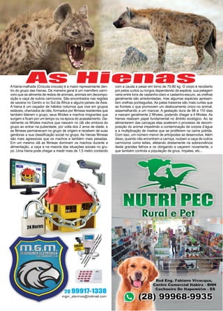 40 www.reportercapixaba.com
As Hienas
A hiena-malhada (Crocuta crocuta) é a maior representante den-
tro do grupo das hienas. De maneira geral é um mamífero carní-
voro que se alimenta de restos de animais, animais em decompo-
sição e caça de outros carnívoros. São encontrados nas regiões
de savana no Centro e no Sul da África e alguns países da Ásia.
A hiena é um caçador de hábitos noturnos que vive em grupos
estáveis, chamados de clãs, formados por fêmeas residentes que
também lideram o grupo, seus filhotes e machos imigrantes que
surgem e ficam por um tempo ou na época do acasalamento. Ge-
ralmente os filhotes machos que nascem no clã vão embora do
grupo ao entrar na puberdade, por volta dos 2 anos de idade, e
as fêmeas permanecem no grupo de origem e recebem de suas
genitoras a sua classificação social no grupo. As hienas fêmeas
são mais agressivas que os machos e também mais pesadas.
Em um mesmo clã as fêmeas dominam os machos durante a
alimentação, a caça e na maioria das situações sociais no gru-
po. Uma hiena pode chegar a medir mais de 1,5 metro contando
com a cauda e pesar em torno de 70-80 kg. O corpo é recoberto
por pelos curtos ou longos dependendo da espécie, sua pelagem
varia entre tons de castanho-claro e castanho-escuro, as orelhas
geralmente são arredondadas, mas algumas espécies apresen-
tam orelhas pontiagudas. As patas traseiras são mais curtas que
as frontais o que promovem um deslocamento único no animal,
assemelhando a um mancar. A gestação dura de 98 a 110 dias
e nascem geralmente 2 filhotes, podendo chegar a 4 filhotes. As
hienas realizam papel fundamental no âmbito ecológico. Ao se
alimentarem das carcaças elas aceleram o processo de decom-
posição do animal impedindo a contaminação de corpos d’água
e a multiplicação de insetos que se proliferem na carne pútrida.
Com isso, um número menor de artrópodes se desenvolve. Além
disso, quando não encontram a carniça, roubam a caça de outros
carnívoros como leões, afetando diretamente na sobrevivência
deste grandes felinos e os obrigando a caçarem novamente, o
que também controla a população de gnus, impalas, etc...
·---..
·---
·---
·--- .......
--
28 99911-1338
mgm_alarmes@hotmail.com
d Eng. Fabiano Vivacqua,
entro Comercial ltabira - BNH
Cachoeiro De ltapemlrlm - ES
) 99968-9935
 