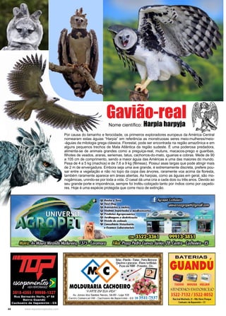 44 www.reportercapixaba.com
Por causa do tamanho e ferocidade, os primeiros exploradores europeus da América Central
nomearam estas águias “Harpia” em referência as monstruosas seres meio-mulheres/meio-
-águias da mitologia grega clássica. Florestal, pode ser encontrada na região amazônica e em
alguns pequenos trechos de Mata Atlântica da região sudeste. É uma poderosa predadora,
alimenta-se de animais grandes como a preguiça-real, mutuns, macacos-prego e guaribas,
filhotes de veados, araras, seriemas, tatus, cachorros-do-mato, iguanas e cobras. Mede de 90
a 105 cm de comprimento, sendo a maior águia das Américas e uma das maiores do mundo.
Pesa de 4 a 5 kg (machos) e de 7,6 a 9 kg (fêmeas). Possuí asas largas que pode atingir mais
de 2 m de envergadura. Embora seja uma ave grande, é extremamente discreta, prefere pou-
sar entre a vegetação e não no topo da copa das árvores, raramente voa acima da floresta,
também raramente aparece em áreas abertas. As harpias, como as águias em geral, são mo-
nogâmicas, unindo-se por toda a vida. O casal dá uma cria a cada dois ou três anos. Devido ao
seu grande porte e imponência, sempre foi troféu cobiçado tanto por índios como por caçado-
res. Hoje é uma espécie protegida que corre risco de extinção.
Gavião-real
Nome científico: Harpia harpyja
Vadnas importa
' Produtos Agropea,ários
•
-J/ Jardinagem e dedetizarãa
~ Venda de animais
•';: Cansuhórlo Veterinário
e E,cames Laboratoriais
- BATERIAS ,
GUANDU
- ~ ~
TUDOR MOURA HELIAR
ATENOE.i11OS EM DOMICÍLIO
3522-7132 / 3522-8052
RuaJo,é Machado, 21 •Alto NowPo,que
Cochon-o dt.__• ES
 