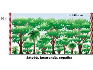 Sucessão ecológica – o processo que forma as florestas
                                        t = +40anos
                                            ano anos
                                            30 zero
                                             10




           Sesbania, jacarandá, solanaceas
            Jatobá, embaúba, copaíba
        Guapuruvú, pau-jacaré, ipês, pau-brasil
               Gramíneas, asteráceas
 