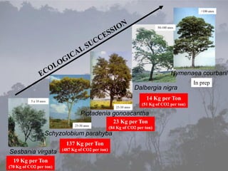 >100 anos




                                                                             50-100 anos




                                                                                      Hymenaea courbaril
                                                                                               In prep
                                                                    Dalbergia nigra
           5 a 10 anos
                                                                        14 Kg per Ton
                                                                      (51 Kg of CO2 per ton)
                                                       25-30 anos

                                   Piptadenia gonoacantha
                                                      23 Kg per Ton
                                25-30 anos
                                                    (84 Kg of CO2 per ton)
                     Schyzolobium parahyba
                            137 Kg per Ton
                          (487 Kg of CO2 per ton)
Sesbania virgata
  19 Kg per Ton
(70 Kg of CO2 per ton)
 