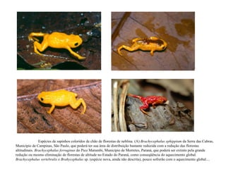 Espécies de sapinhos coloridos de chão de florestas de neblina. (A) Brachycephalus ephippium da Serra das Cabras,
Município de Campinas, São Paulo, que poderá ter sua área de distribuição bastante reduzida com a redução das florestas
altitudinais. Brachycephalus ferruginus do Pico Marumbi, Município de Morretes, Paraná, que poderá ser extinto pela grande
redução ou mesmo eliminação de florestas de altitude no Estado do Paraná, como conseqüência do aquecimento global.
Brachycephalus vertebralis e Brahycephalus sp. (espécie nova, ainda não descrita), pouco sofrerão com o aquecimento global....
 