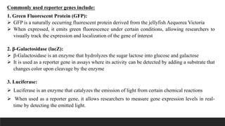 REPORTER GENE AND MARKER GENE presentation pdf.pdf