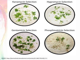 SOURCE: https://plantmethods.biomedcentral.com/articles/10.1186/1746-4811-5-3
 