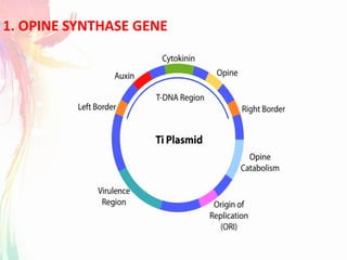 1. OPINE SYNTHASE GENE
 