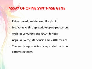 ASSAY OF OPINE SYNTHASE GENE
• Extraction of protein from the plant.
• Incubated with appropriate opine precursors.
• Arginine ,pyruvate and NADH for ocs.
• Arginine ,ketoglutaric acid and NADH for nos.
• The reaction products are separated by paper
chromatography.
 