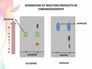 SOLVENT
M
I
G
R
A
T
I
O
N
OCTOPINE NOPALINE
SEPARATION OF REACTION PRODUCTS BY
CHROMATOGRAPHY
NOPALINE
OCTOPINE
SOLVENT
 