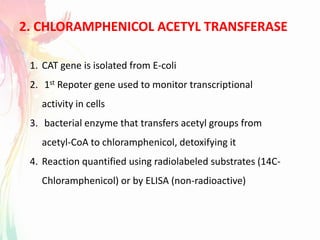 2. CHLORAMPHENICOL ACETYL TRANSFERASE
1. CAT gene is isolated from E-coli
2. 1st Repoter gene used to monitor transcriptional
activity in cells
3. bacterial enzyme that transfers acetyl groups from
acetyl-CoA to chloramphenicol, detoxifying it
4. Reaction quantified using radiolabeled substrates (14C-
Chloramphenicol) or by ELISA (non-radioactive)
 