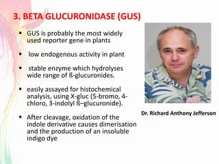 3. BETA GLUCURONIDASE (GUS)
Dr. Richard Anthony Jefferson
 GUS is probably the most widely
used reporter gene in plants
 low endogenous activity in plant
 stable enzyme which hydrolyses
wide range of ß-glucuronides.
 easily assayed for histochemical
analysis, using X-gluc (5-bromo, 4-
chloro, 3-indolyl ß–glucuronide).
 After cleavage, oxidation of the
indole derivative causes dimerisation
and the production of an insoluble
indigo dye
 