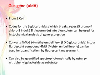  From E.Coli
 Codes for the β glucuronidase which breaks x-gluc (5 bromo-4
chloro-3 indol β D glucuronide) into blue colour can be used for
histochemical analysis of gene expression
 Converts 4MUG (4-methylumbelliferyl β D D glucuronide) into a
fluroescent compound 4MU (Mehtyl umbelliferone) can be
used for quantification by fluorescent measurment
 Can also be quantified spectrophotometrically by using p-
nitrophenyl galactoside as substrate
Gus gene (uidA)
 