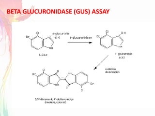 BETA GLUCURONIDASE (GUS) ASSAY
 