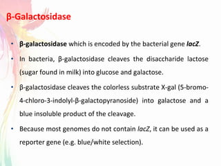 β-Galactosidase
• β-galactosidase which is encoded by the bacterial gene lacZ.
• In bacteria, β-galactosidase cleaves the disaccharide lactose
(sugar found in milk) into glucose and galactose.
• β-galactosidase cleaves the colorless substrate X-gal (5-bromo-
4-chloro-3-indolyl-β-galactopyranoside) into galactose and a
blue insoluble product of the cleavage.
• Because most genomes do not contain lacZ, it can be used as a
reporter gene (e.g. blue/white selection).
 