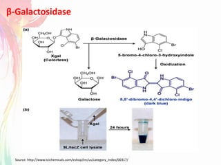 β-Galactosidase
Source: http://www.tcichemicals.com/eshop/en/us/category_index/00317/
 