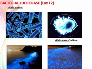 BACTERIAL LUCIFERASE (Lux F2)
Vibrio harveyi culture
Vibrio harveyi
 
