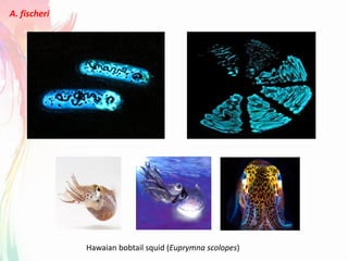 A. fischeri
Hawaian bobtail squid (Euprymna scolopes)
 